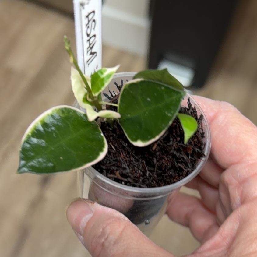 Photo of the plant species Hoya lacunosa by @MomentousBonsai named Asami plant room on Greg, the plant care app