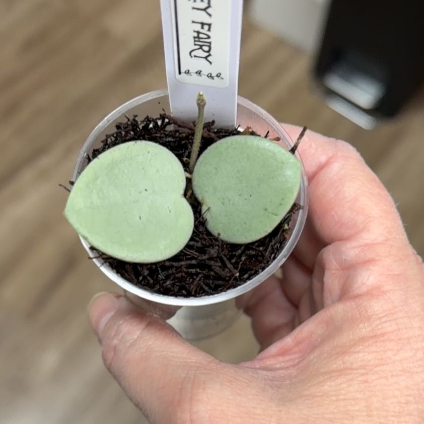 Photo of the plant species Waxplant by @MomentousBonsai named Mathilde Grey Fairy plant room on Greg, the plant care app