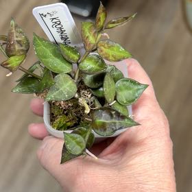 Photo of the plant species Hoya krohniana by @MomentousBonsai named Dolores on Greg, the plant care app