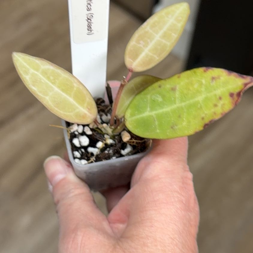 Photo of the plant species Hoya elliptica by @MomentousBonsai named Oscar on Greg, the plant care app