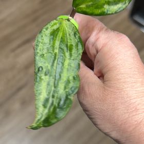Photo of the plant species Hoya clemensiorum by @MomentousBonsai named Crocodile on Greg, the plant care app