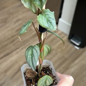Photo of the plant species Philodendron sodiroi by @MomentousBonsai named James Dean on Greg, the plant care app