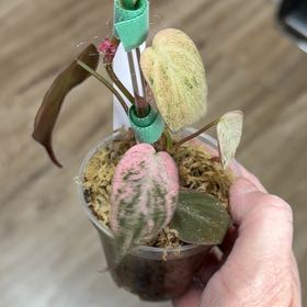 Photo of the plant species Variegated philodendron Pink micans by @MomentousBonsai named Pink mint mican galaxy on Greg, the plant care app