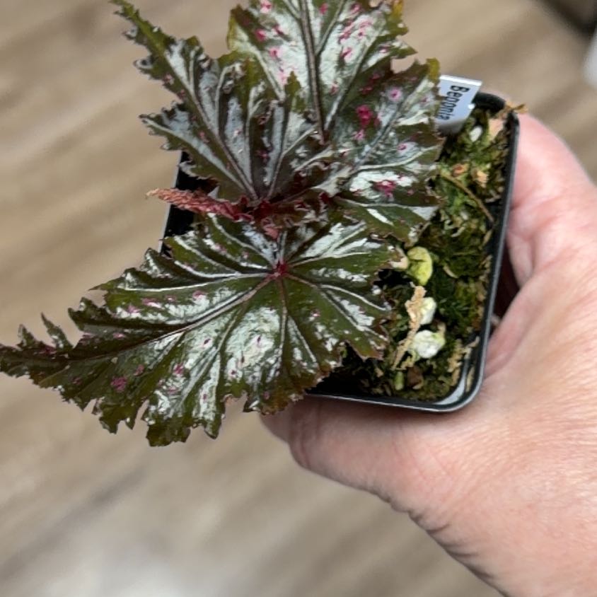 Photo of the plant species Begonia serratipetala by @MomentousBonsai named Duke plant room cabinet on Greg, the plant care app