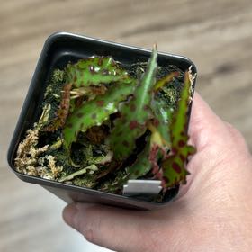 Photo of the plant species Begonia amphioxus by @MomentousBonsai named Gates on Greg, the plant care app