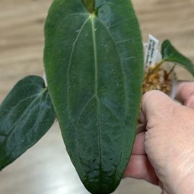 Photo of the plant species Anthurium by @MomentousBonsai named Zara michelle x RD phoenix x FSRL x bess aff on Greg, the plant care app