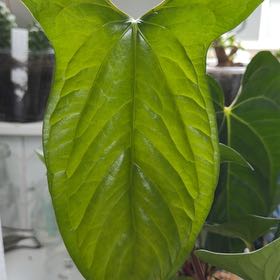 Photo of the plant species Anthurium by @MomentousBonsai named Happy Bunny pinkleyi x luxurians on Greg, the plant care app