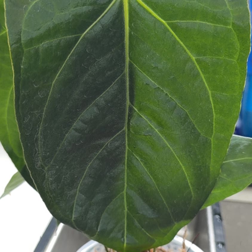 Photo of the plant species Anturio Dressleri by @MomentousBonsai named Shuar soul x pangui night on Greg, the plant care app