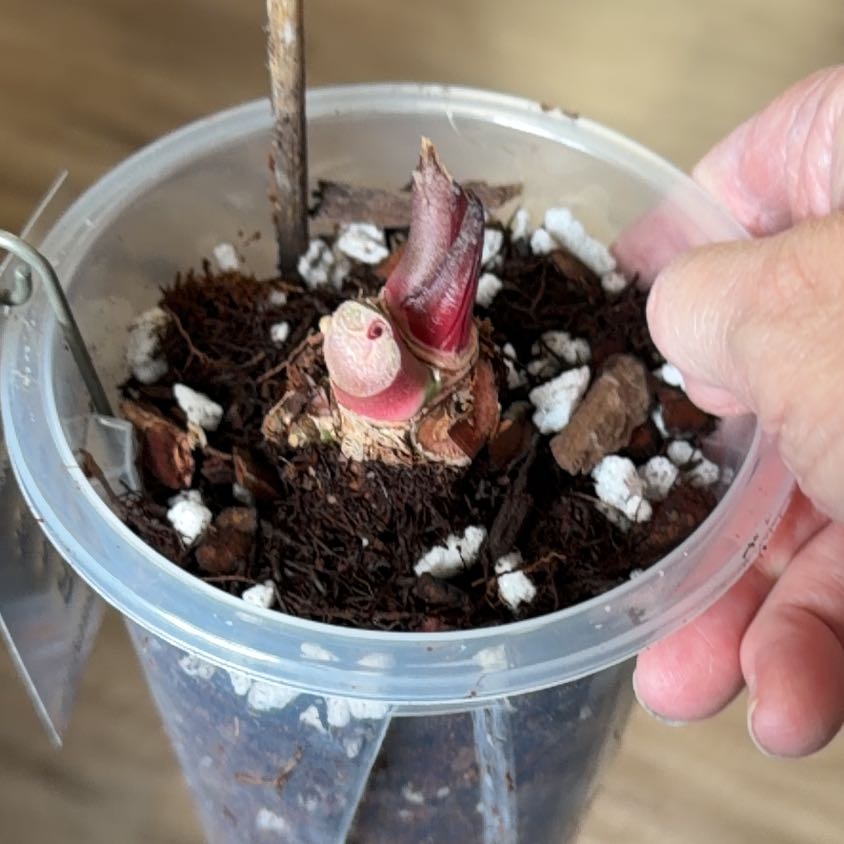 Photo of the plant species Anthurium Doc Block Michelle by @MomentousBonsai named (T) Luna on Greg, the plant care app