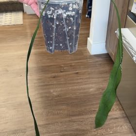 Photo of the plant species strap-leaved anthurium by @MomentousBonsai named Vittarifolium plant room on Greg, the plant care app