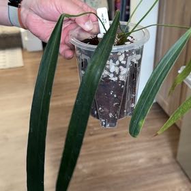 Photo of the plant species Friedrichsthal's Anthurium by @MomentousBonsai named Plato plant room on Greg, the plant care app