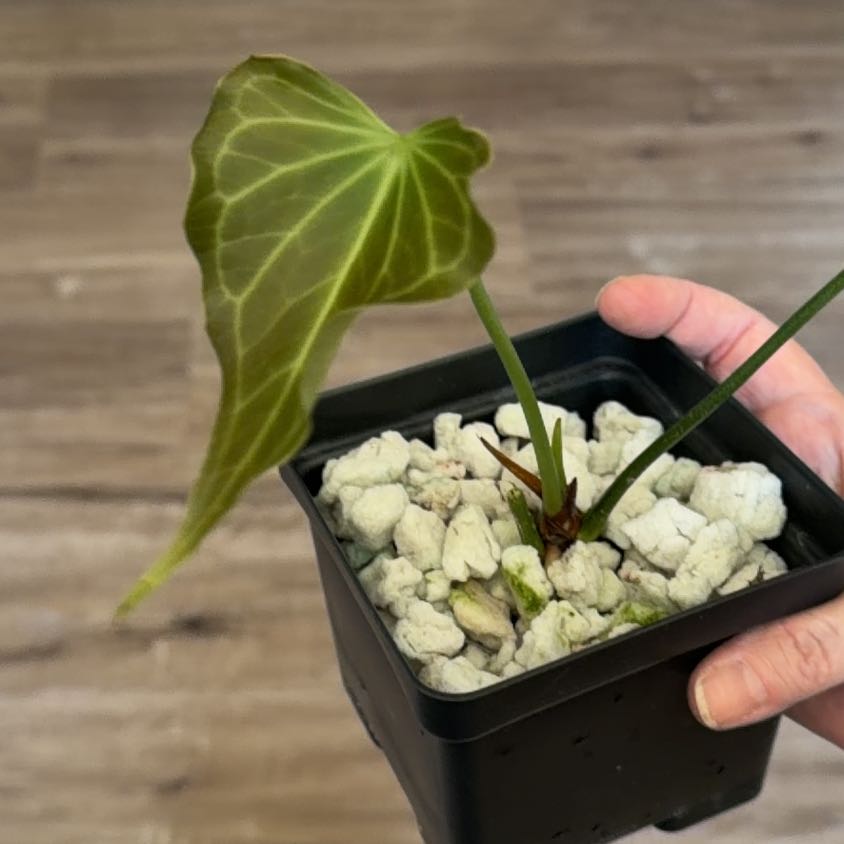 Photo of the plant species Delta Force Anthurium by @MomentousBonsai named (T) Sherlock on Greg, the plant care app