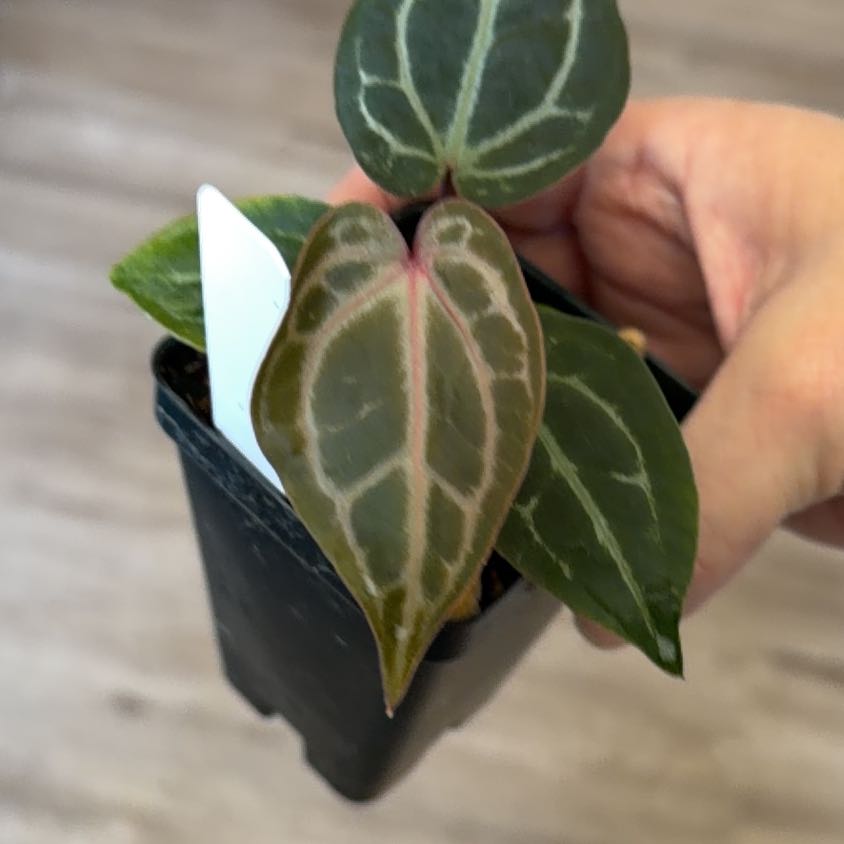 Photo of the plant species Anthurium Red Crystal by @MomentousBonsai named ^Dreamweaver x necromancer x RC x SKG on Greg, the plant care app