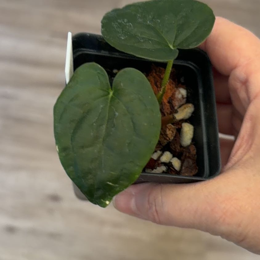 Photo of the plant species Ace Of Spades by @MomentousBonsai named ^A AOS x FSRL on Greg, the plant care app