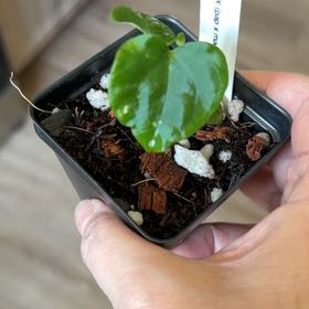 Photo of the plant species Anthurium RVDP X x One by @MomentousBonsai named ^A RVDP x (pap x mag) on Greg, the plant care app