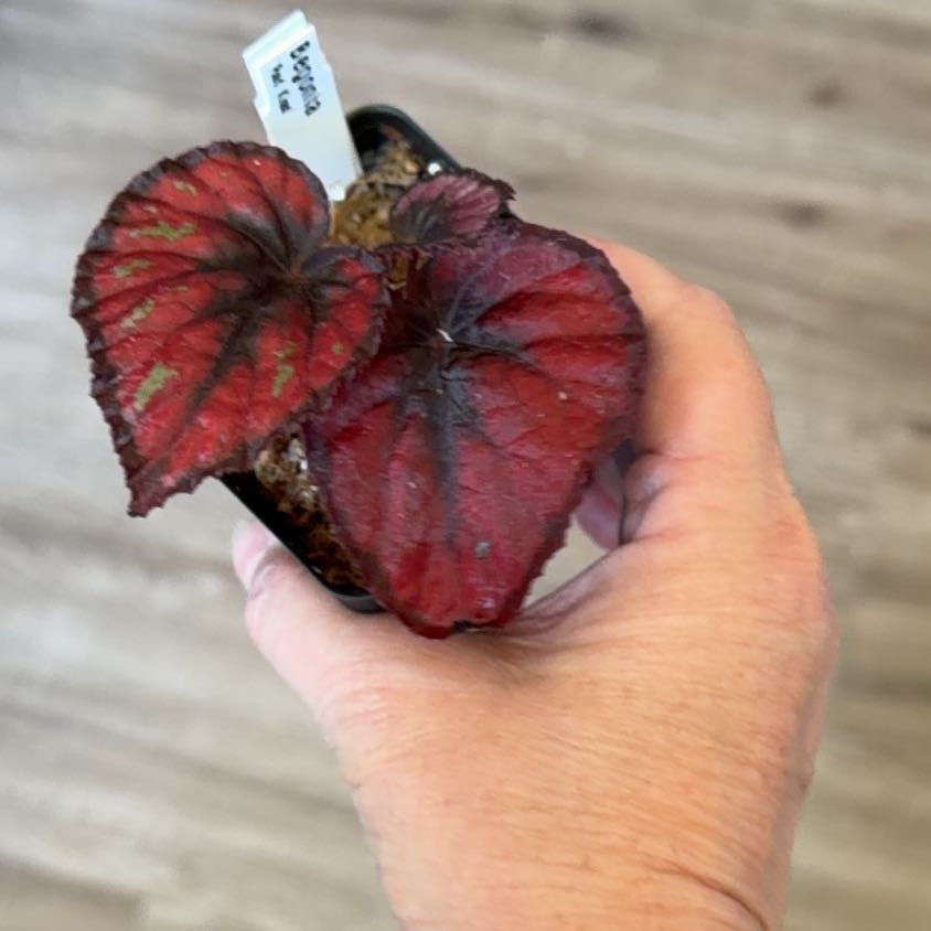 Photo of the plant species Begonia 'Red Kiss' by @MomentousBonsai named Sigmund on Greg, the plant care app