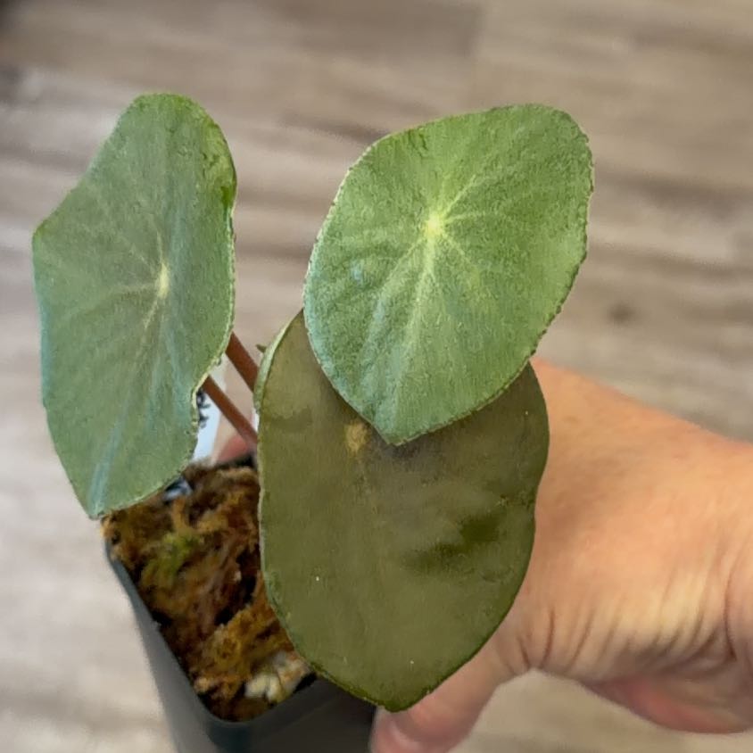 Photo of the plant species Begonia goldingiana by @MomentousBonsai named Leonardo on Greg, the plant care app