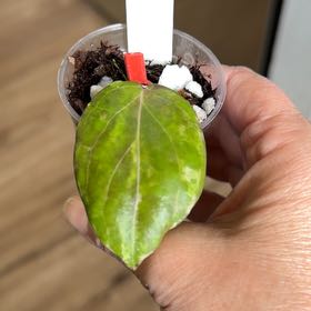 Photo of the plant species Hoya 'Swiffer's Nightmare' by @MomentousBonsai named Kesha plant room on Greg, the plant care app