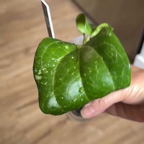 Photo of the plant species Hoya Latifolia by @MomentousBonsai named H latifolia “Batman” living room wall on Greg, the plant care app