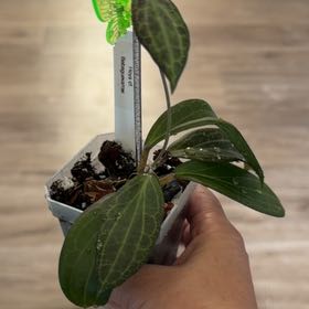 Photo of the plant species Hoya NOID by @MomentousBonsai named H cf. bebsguevarrae living room wall on Greg, the plant care app