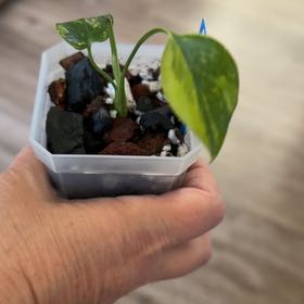 Photo of the plant species Monstera Electrolyte by @MomentousBonsai named (T) Einstein on Greg, the plant care app