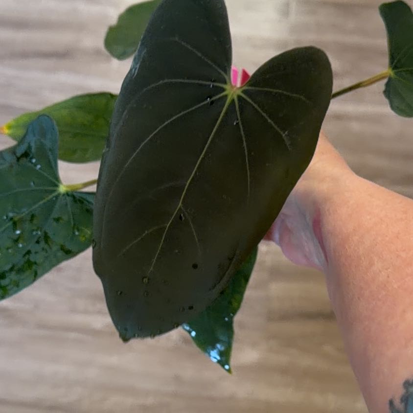 Photo of the plant species Anthurium Bess aff xx RG Dressleri by @MomentousBonsai named FSRL x self x besseae aff x dressleri x kunaylense on Greg, the plant care app