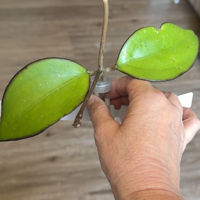 Photo of the plant species Pink Hoya Hanhiae by @MomentousBonsai named H SMS hanhiae hybrid on Greg, the plant care app