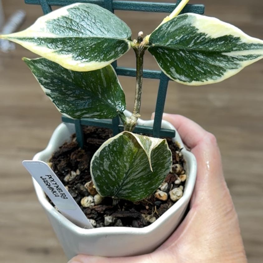 Photo of the plant species Hoya polyneura 'Jasminika' by @MomentousBonsai named Darwin on Greg, the plant care app