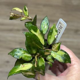 Photo of the plant species Hoya lacunosa by @MomentousBonsai named H lacunosa platano on Greg, the plant care app