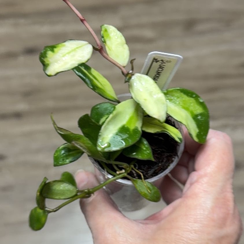 Photo of the plant species Hoya lacunosa 'Souma' by @MomentousBonsai named Khaleesi on Greg, the plant care app