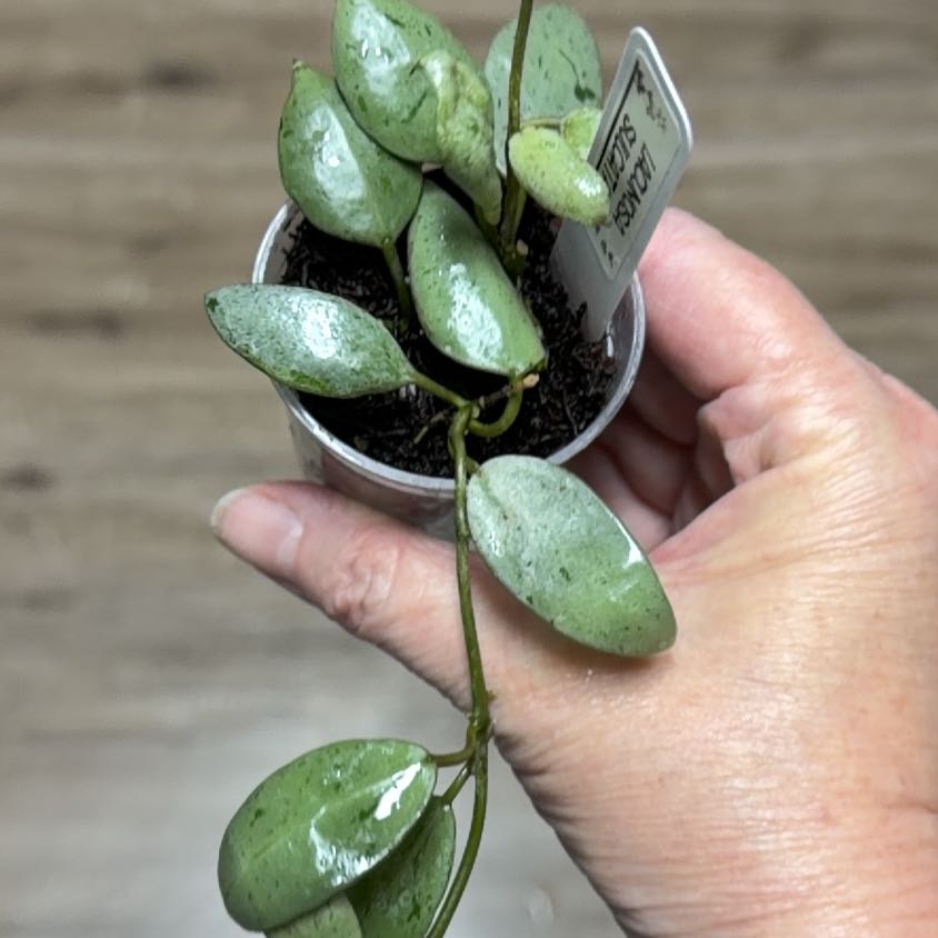 Photo of the plant species Hoya lacunosa 'Sulcata' by @MomentousBonsai named Queen on Greg, the plant care app