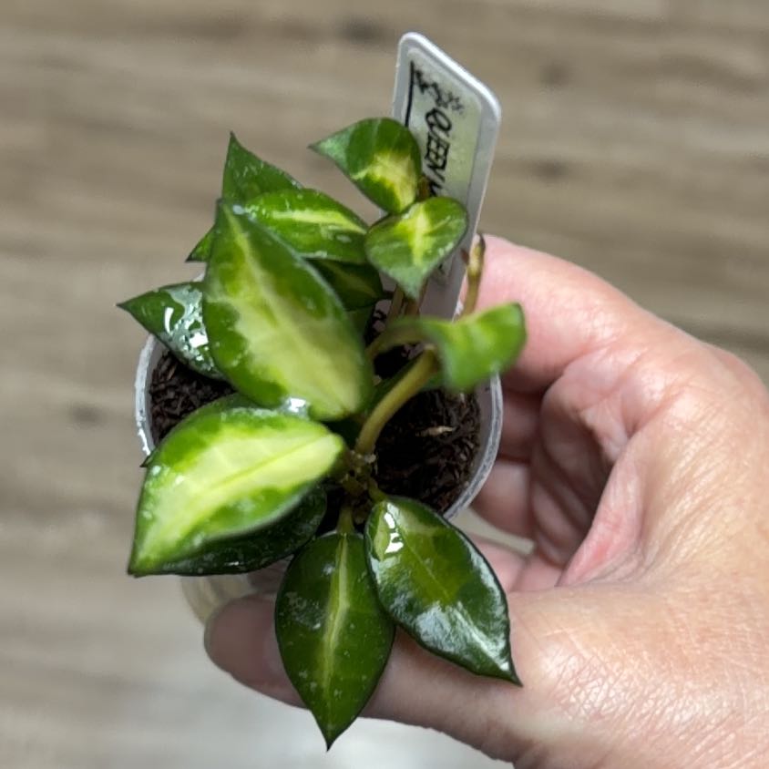 Photo of the plant species Hoya lacunosa 'Queen Midori' by @MomentousBonsai named Achilles on Greg, the plant care app