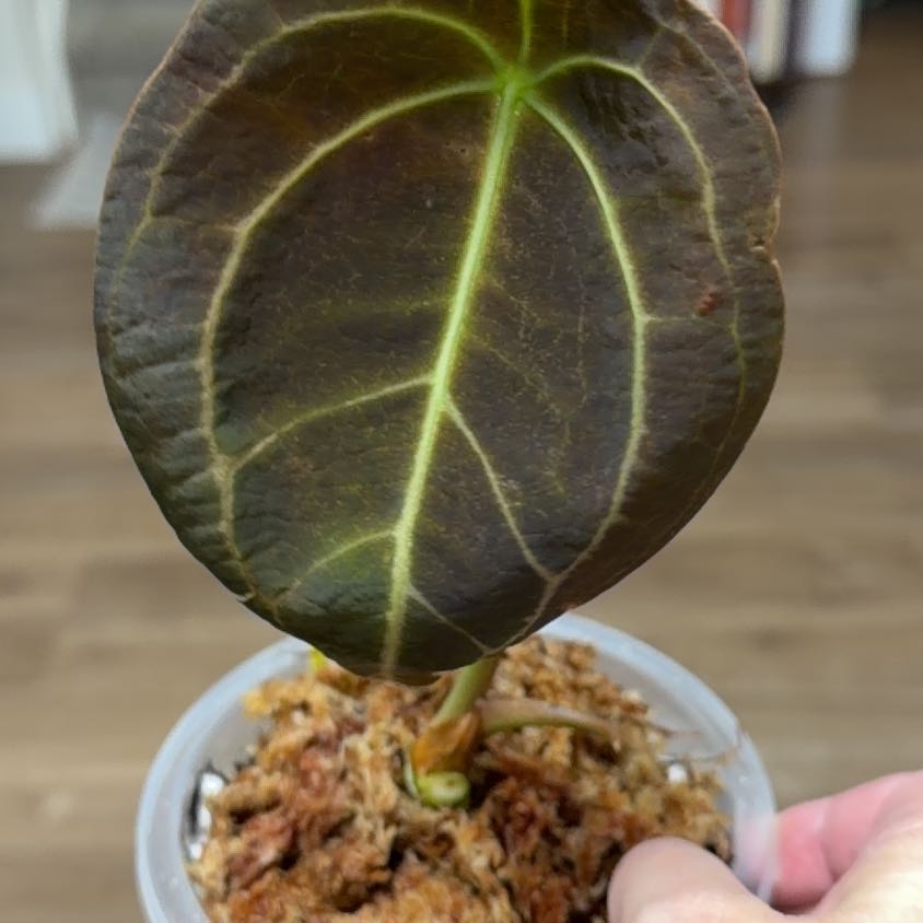Photo of the plant species Anthurium forgetii by @MomentousBonsai named (T) A forgetii white stripes on Greg, the plant care app