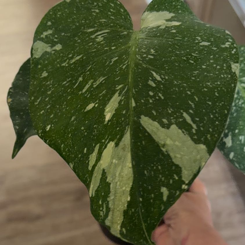 Photo of the plant species Monstera 'White Monster' by @MomentousBonsai named Athena on Greg, the plant care app