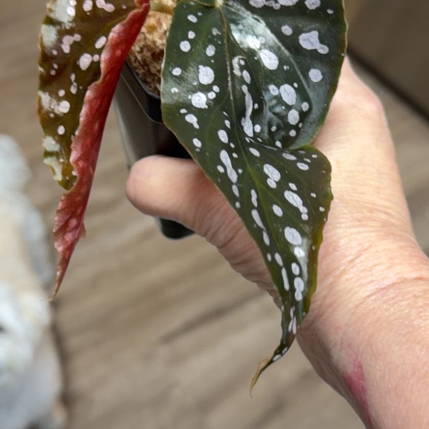 Photo of the plant species Begonia Cracklin Rosie by @MomentousBonsai named Leonardo on Greg, the plant care app
