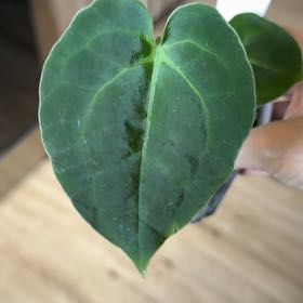 Photo of the plant species Anthurium King of Spades by @MomentousBonsai named Kendall on Greg, the plant care app
