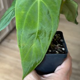 Photo of the plant species Anthurium papillilaminum by @MomentousBonsai named A nice pap x port NSE x Dewey Fisk Clone on Greg, the plant care app