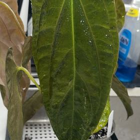 Photo of the plant species Anthurium papillilaminum by @MomentousBonsai named Ree pap x (Scott’s long pap x long bullet pap) on Greg, the plant care app