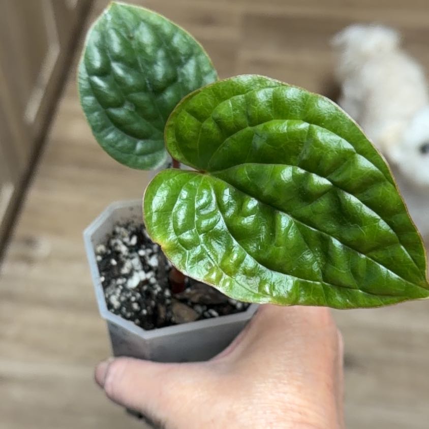 Photo of the plant species Anthurium Radicans x Luxurians by @MomentousBonsai named A rad x lux plant room on Greg, the plant care app