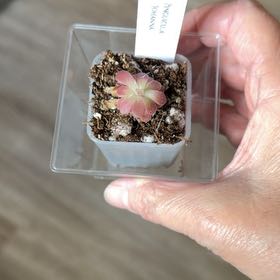 Photo of the plant species Butterwort by @MomentousBonsai named Ping johanna plant room on Greg, the plant care app