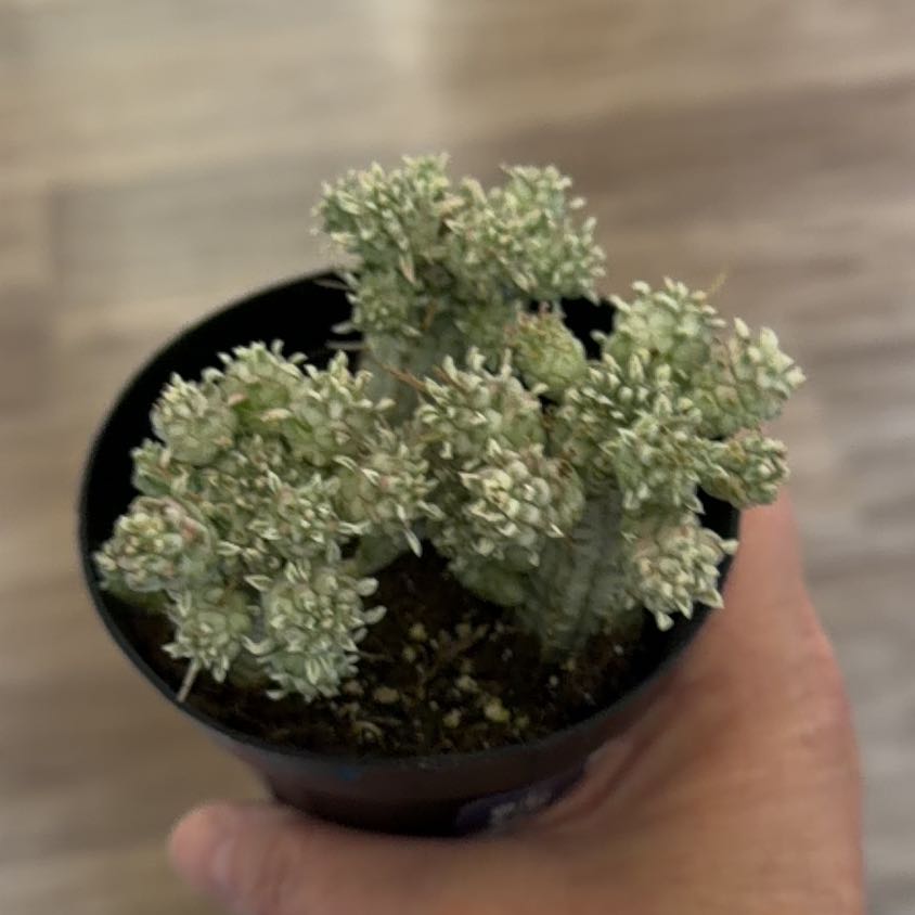 Photo of the plant species Variegated Corncob Cactus by @MomentousBonsai named Duke on Greg, the plant care app