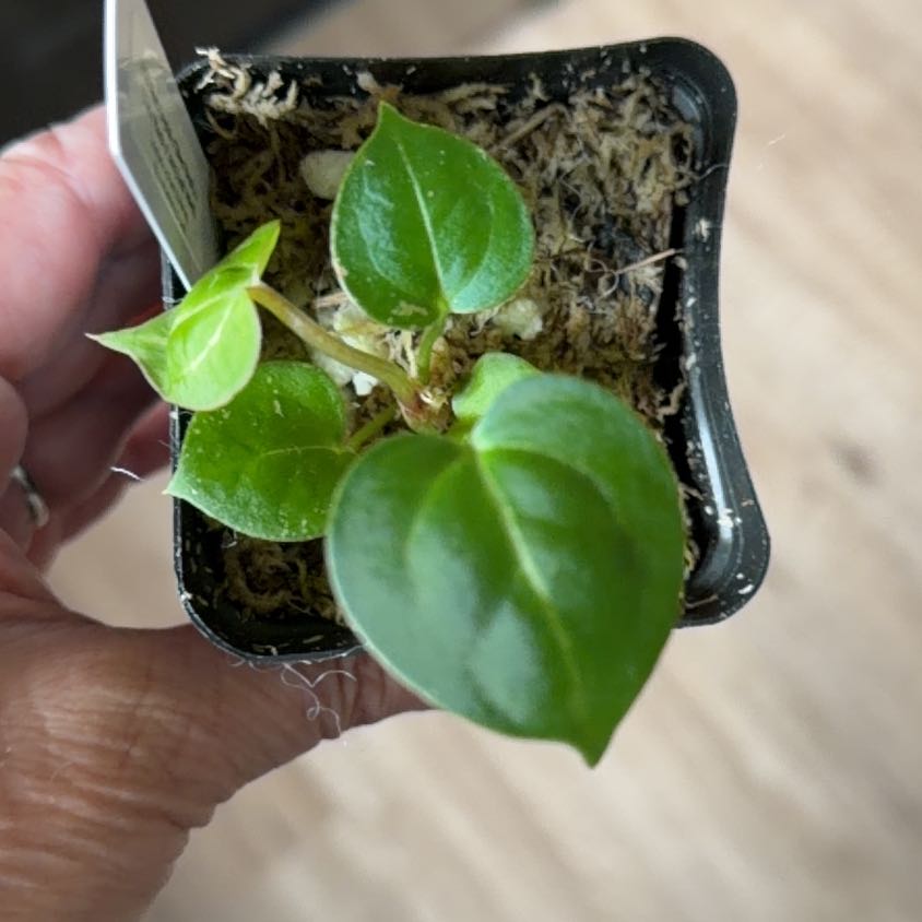 Photo of the plant species Anthurium Red Crystal X BVEP by @MomentousBonsai named ^NSE red x silver x Tim’s black x long velvet on Greg, the plant care app