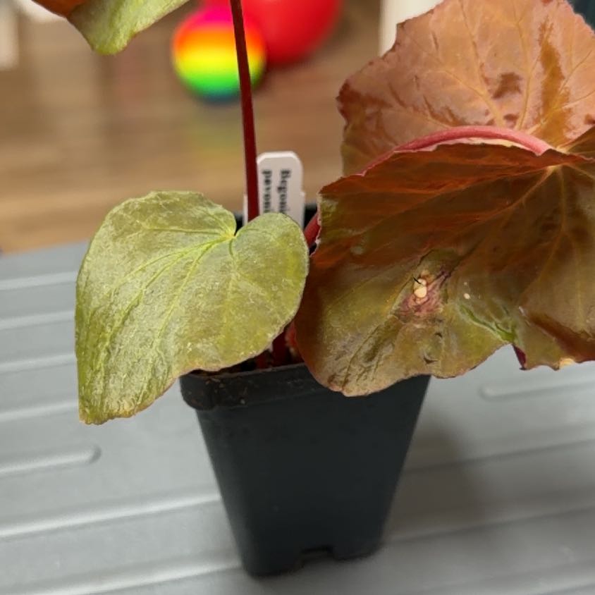 Photo of the plant species Peacock Begonia by @MomentousBonsai named (T) Sir Plancelot on Greg, the plant care app