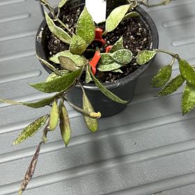 Photo of the plant species Hoya lacunosa by @MomentousBonsai named Athena on Greg, the plant care app