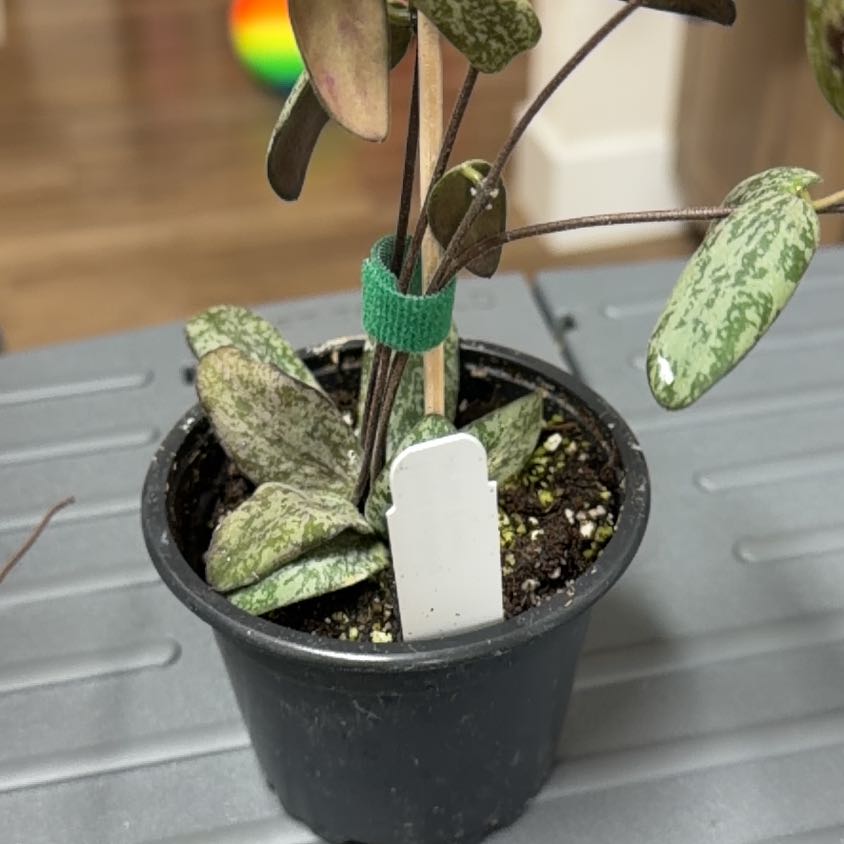 Photo of the plant species hoya sigillatis by @MomentousBonsai named Terra on Greg, the plant care app