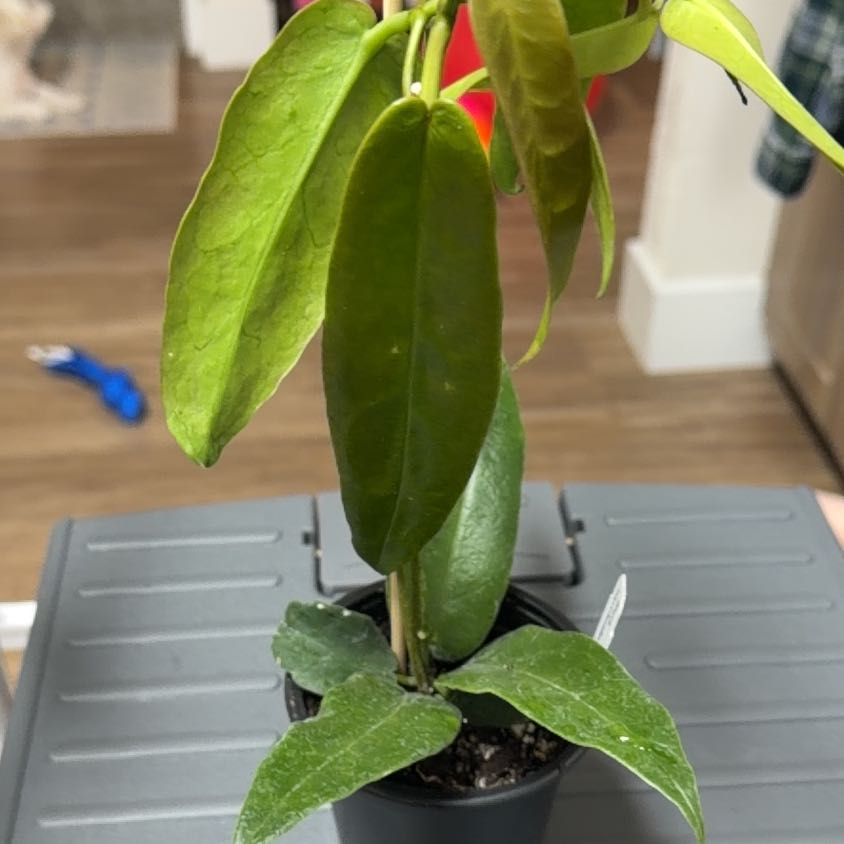 Photo of the plant species Hoya onychoides by @MomentousBonsai named Clooney on Greg, the plant care app