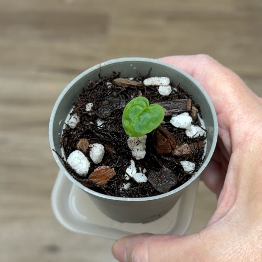 Photo of the plant species Ace Of Spades by @MomentousBonsai named (T) CaraZara x AOS x RLFS on Greg, the plant care app