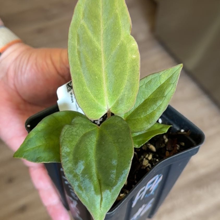 Photo of the plant species Anthurium papillilaminum by @MomentousBonsai named (T) Ree pap x NSE port x pap 8 x soul reaper GC2 on Greg, the plant care app