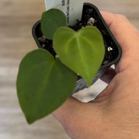 Photo of the plant species Anthurium Red Crystal by @MomentousBonsai named ^DocBlock red crystal x bess x open on Greg, the plant care app