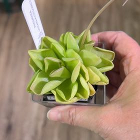 Photo of the plant species Pinguicula cyclosecta by @MomentousBonsai named Hemingway plant room on Greg, the plant care app